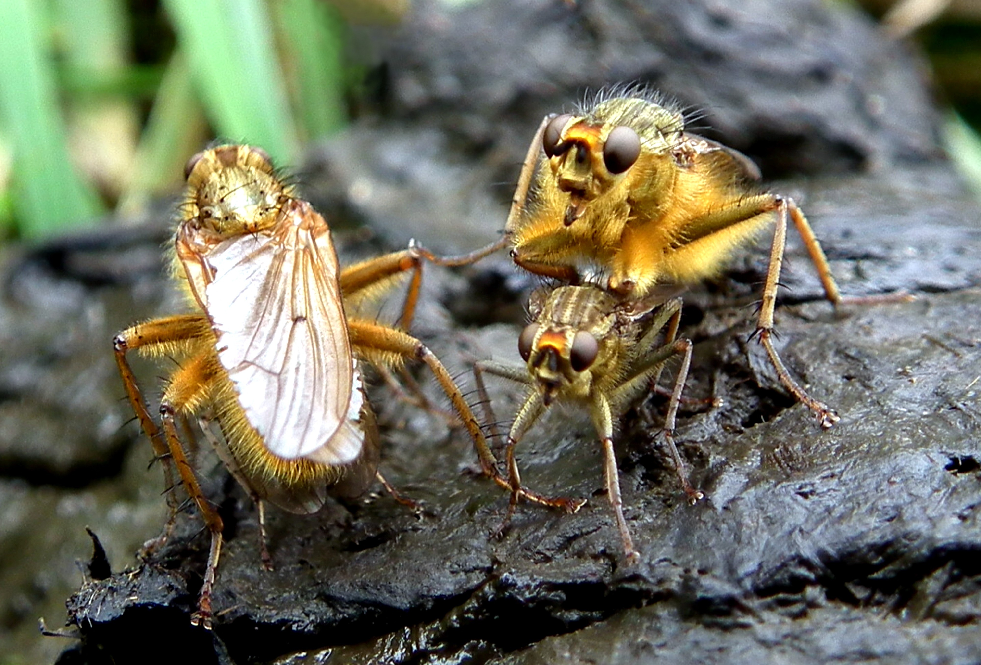 FLIES ON HORSEMUCK Bill Bagley Photography